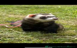 Ferret rodents for sale: 2x ferrets and full set up  - Image 2