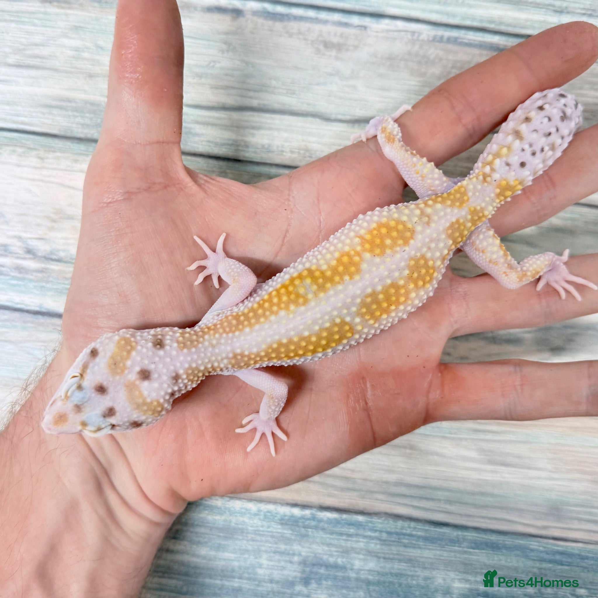 Leopard Gecko reptiles Last few proven breeding groups  - Advert 2