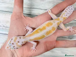 Leopard Gecko reptiles Last few proven breeding groups - Advert 2
