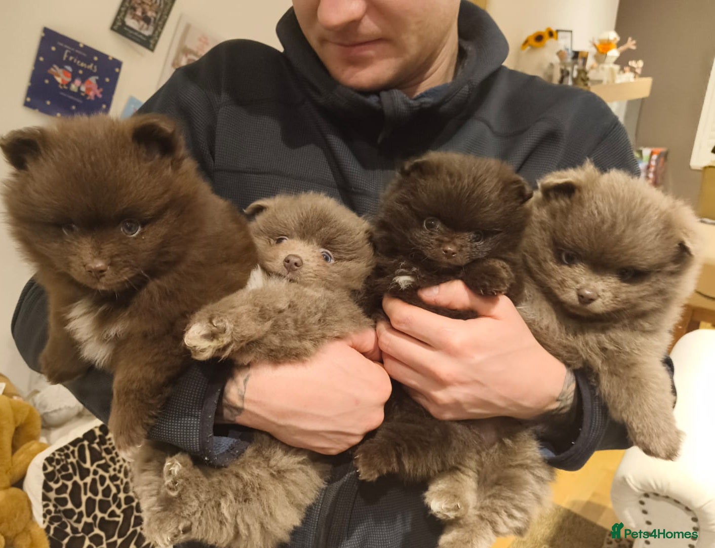 Pomeranian dogs Stunningly beautiful Pomeranian babies - Advert 10