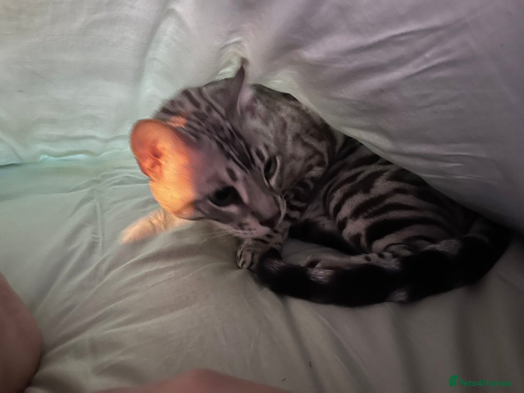 Bengal cats for sale: Sensational Silver Bengal boy requires new family  - Image 22