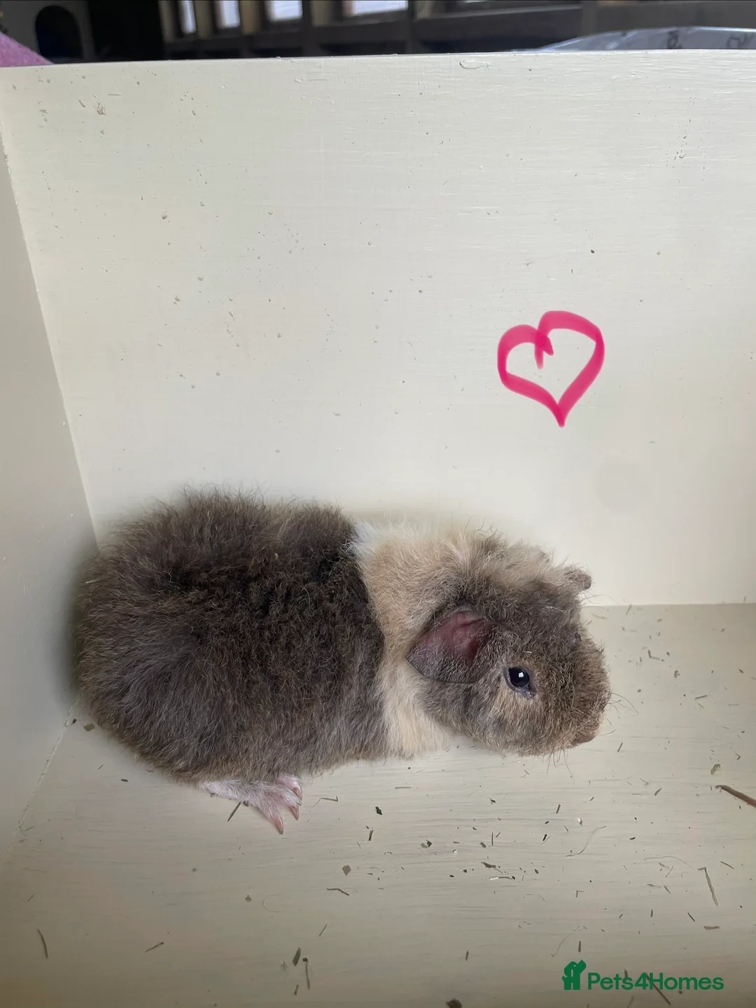 Guinea Pig rodents for sale: Pure bred baby Teddy Guinea Pigs - Advert 5