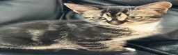 Mixed Breed cats for sale: 2 fluffy male tabby kittens 11 weeks old  - Advert 8