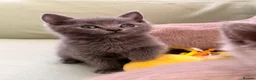 British Shorthair cats for sale: Beautiful British shorthair For Sale  - Advert 11