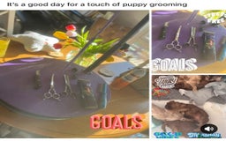 Cockapoo dogs for sale: F1 Cockapoo’s DNA Health Tested Parents - Image 21