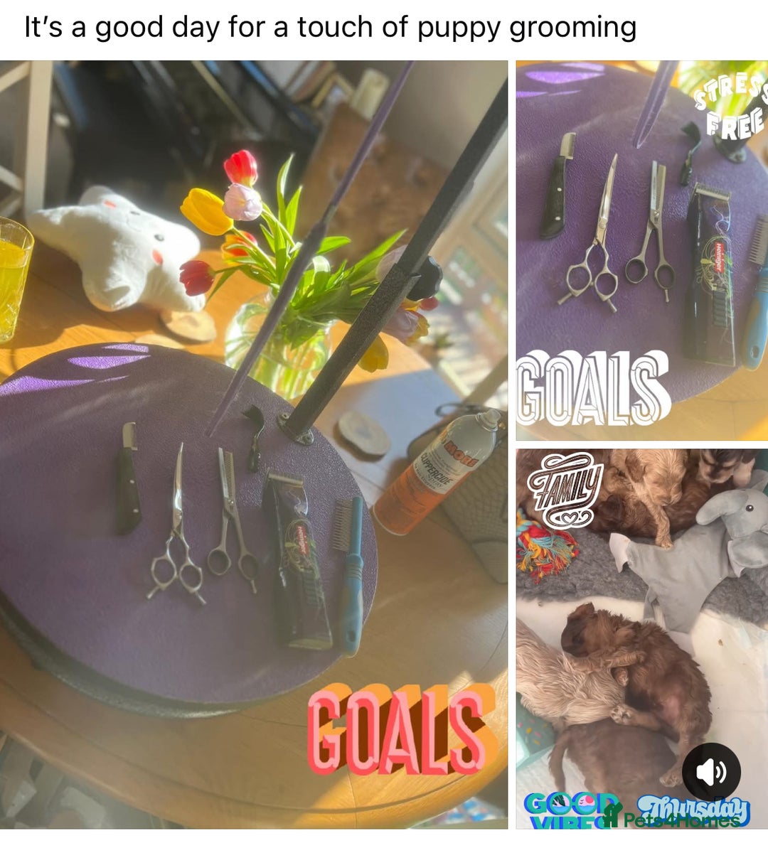 Cockapoo dogs for sale: F1 Cockapoo’s DNA Health Tested Parents - Image 21