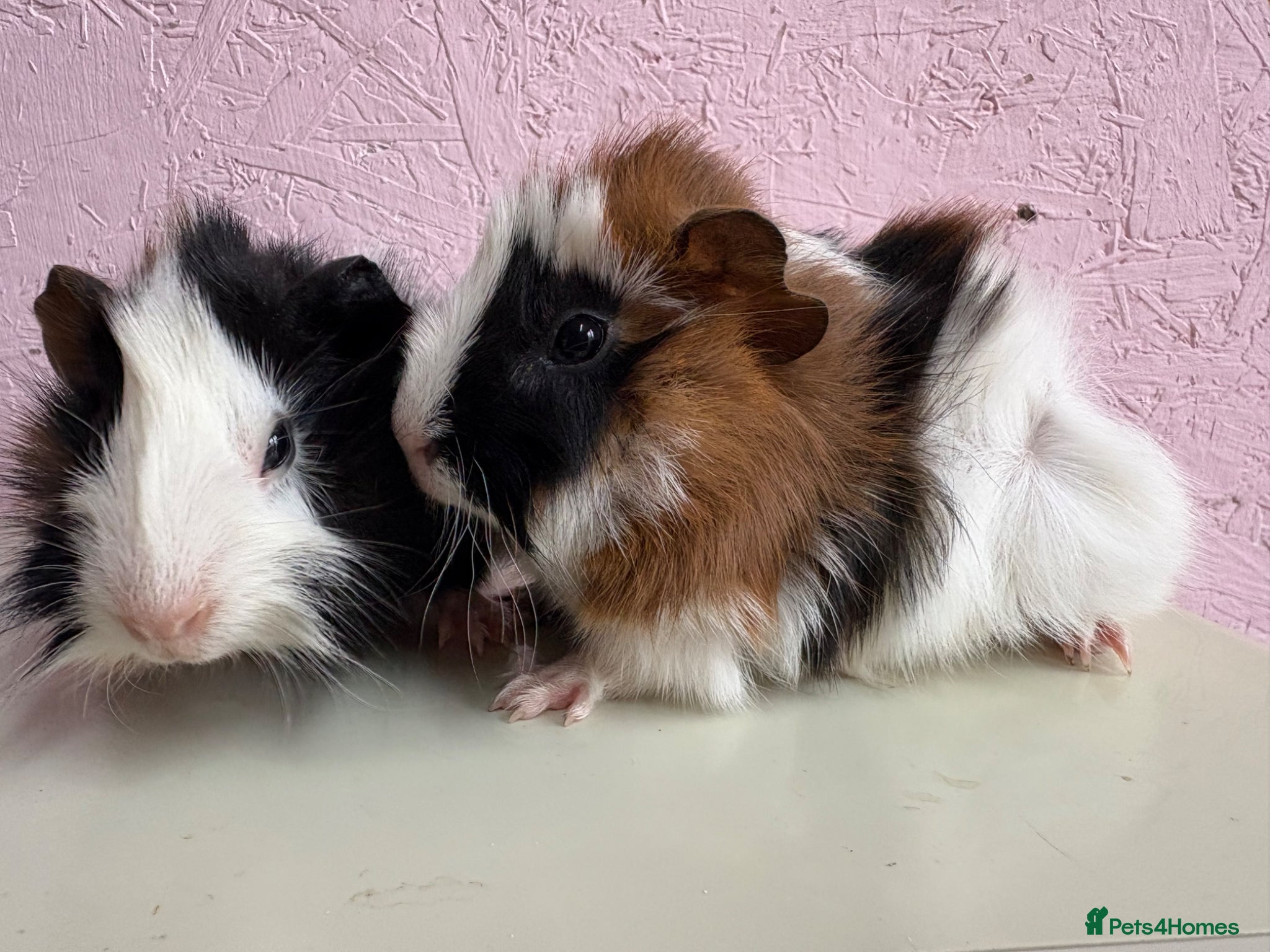 Guinea Pig rodents Gorgeous pair of baby piggies  - Advert 2