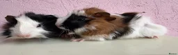 Guinea Pig rodents for sale: Gorgeous pair of baby piggies  - Advert 2