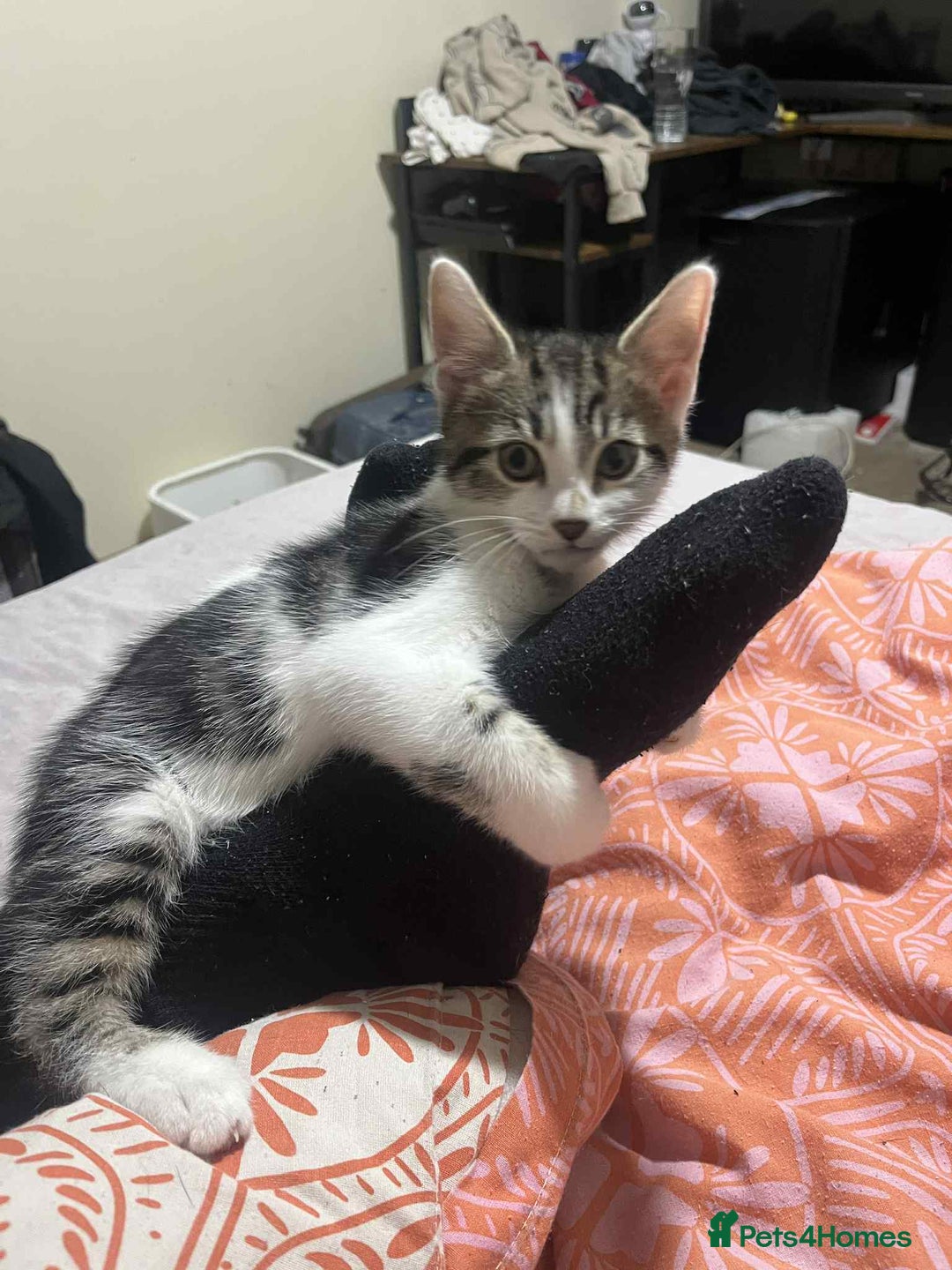 Domestic Shorthair cats for sale: Domestic shorthair tabbys  - Advert 6