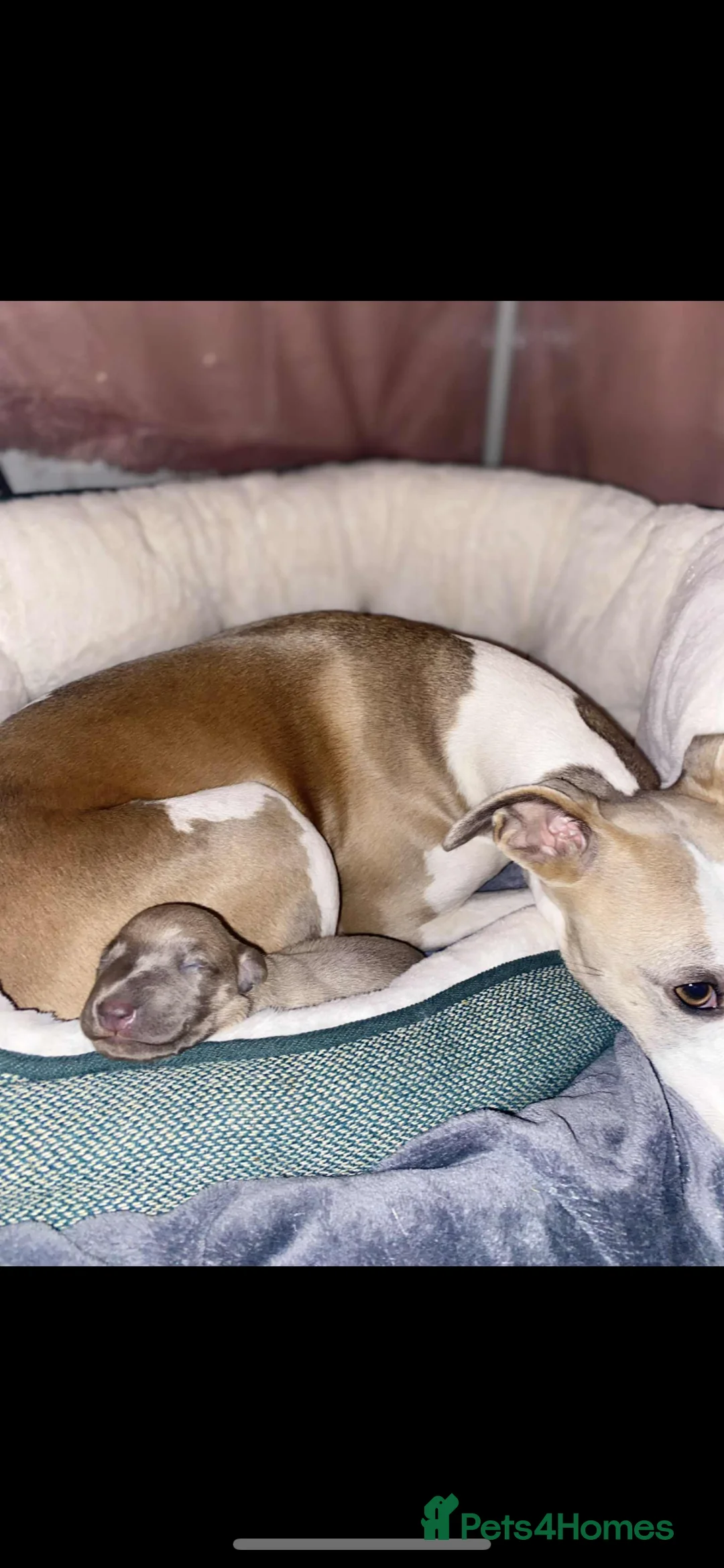 Whippet dogs for sale: SOLD -Male whippet puppy - Advert 6