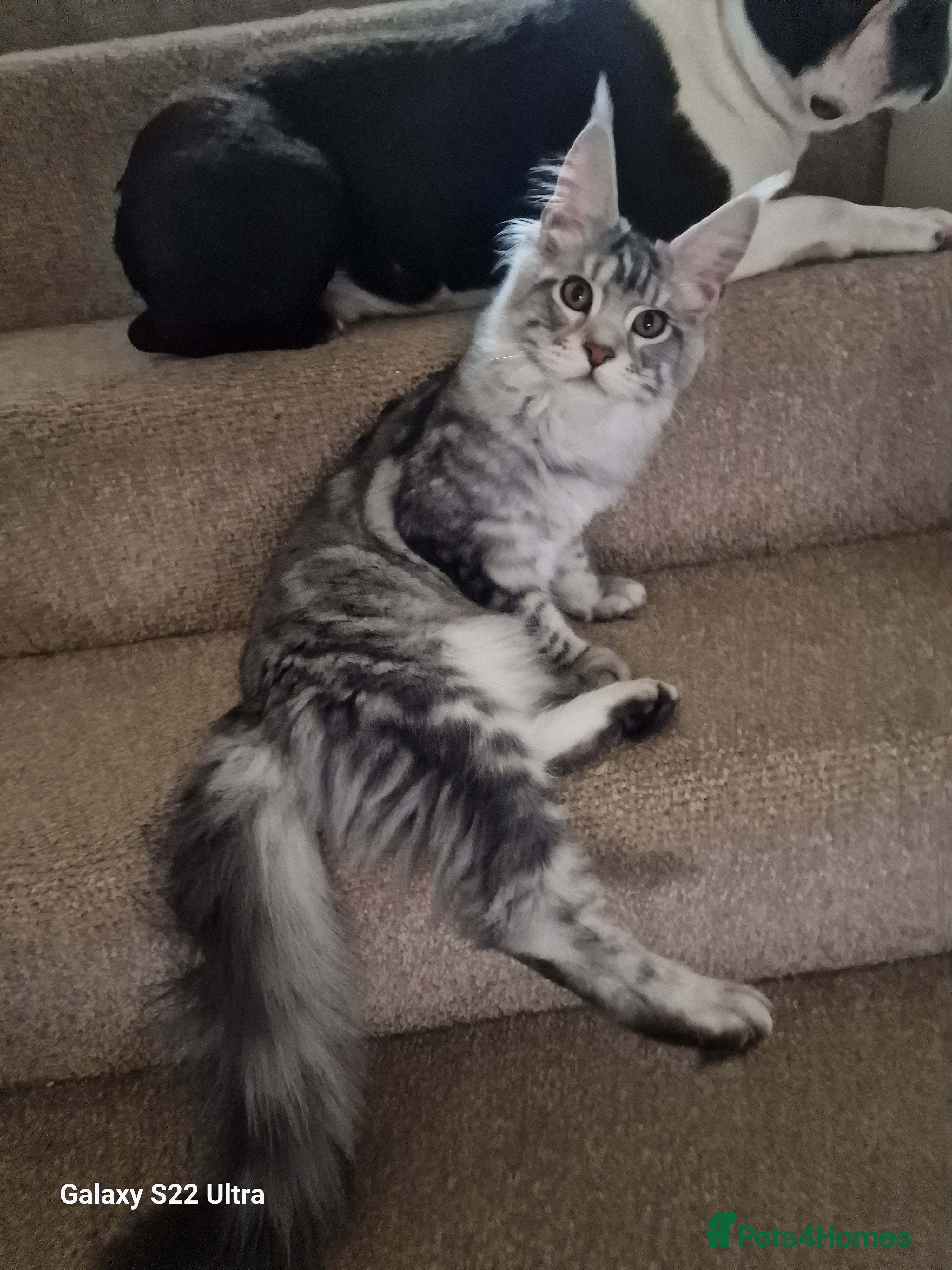 Maine Coon cats 🎀Females- MAINE COON🎀 - Advert 11