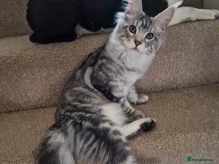 Maine Coon cats 🎀Females- MAINE COON🎀 - Advert 2