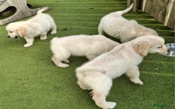 Golden Retriever dogs for sale: Golden Retreiver Puppies  - Image 19