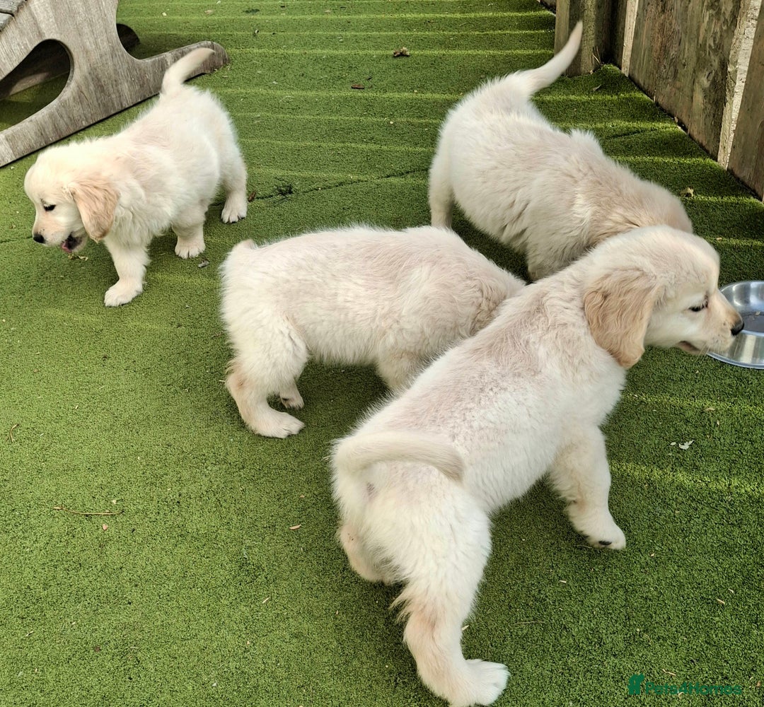 Golden Retriever dogs for sale: Golden Retreiver Puppies  - Image 19