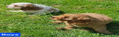 Mixed Breed 5