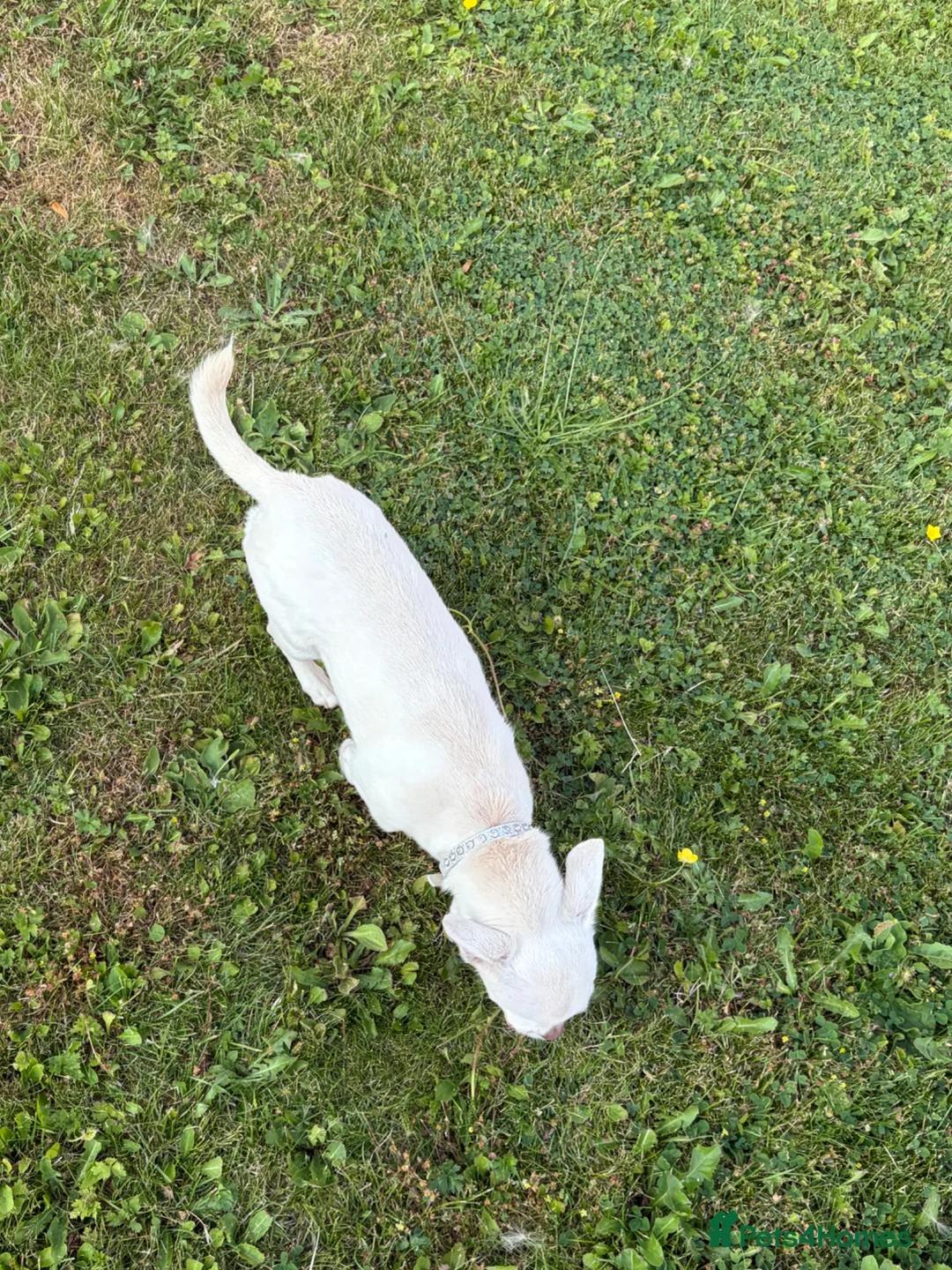 Chihuahua dogs for sale: pure bred short haired teacup chihuahua  in Ilkeston - Advert 3
