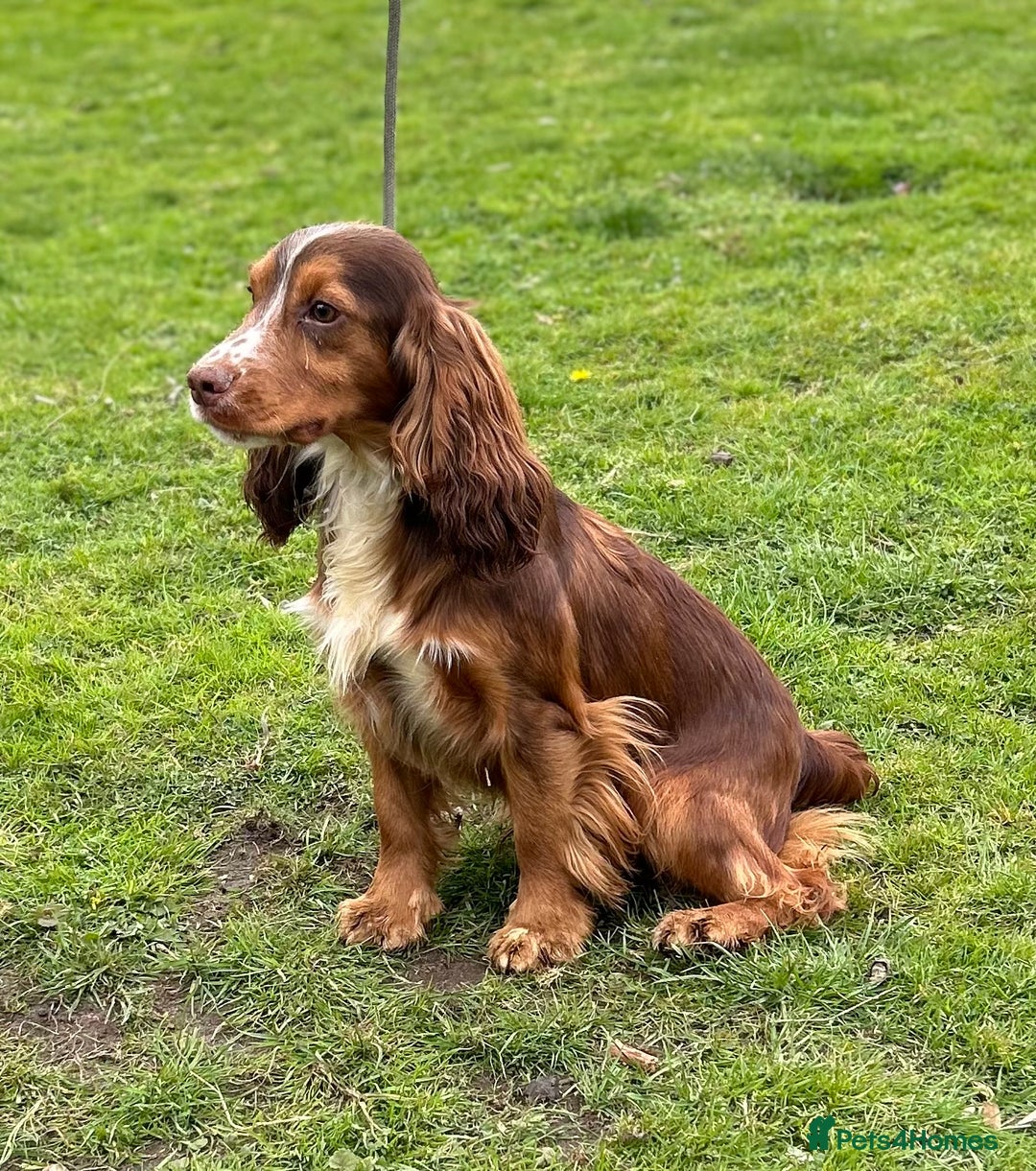 Cocker Spaniel dogs for sale: Sprocker Spaniel puppies  - Advert 5