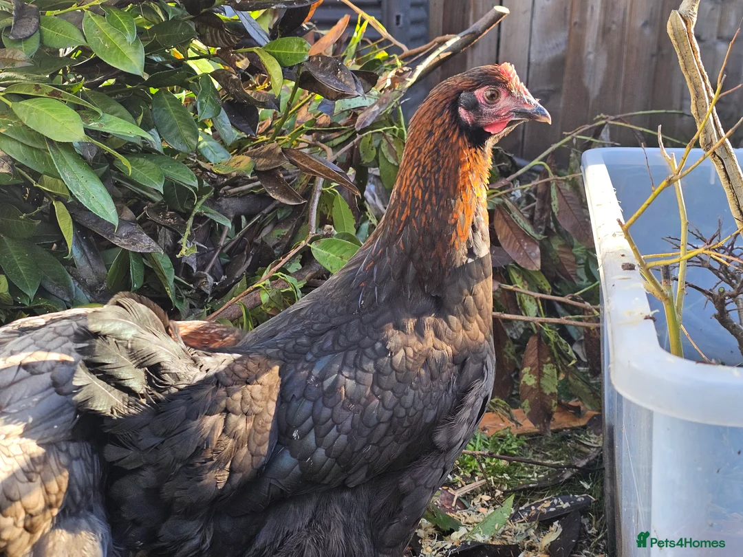 Chickens poultry for sale: Seramas and large fowl - Advert 2