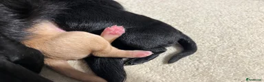 Labrador Retriever Puppy 3