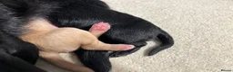Labrador Retriever dogs for sale: Puppy Culture Raised 🐶 Health Tested - Advert 3