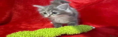 Green Collar (Boy)