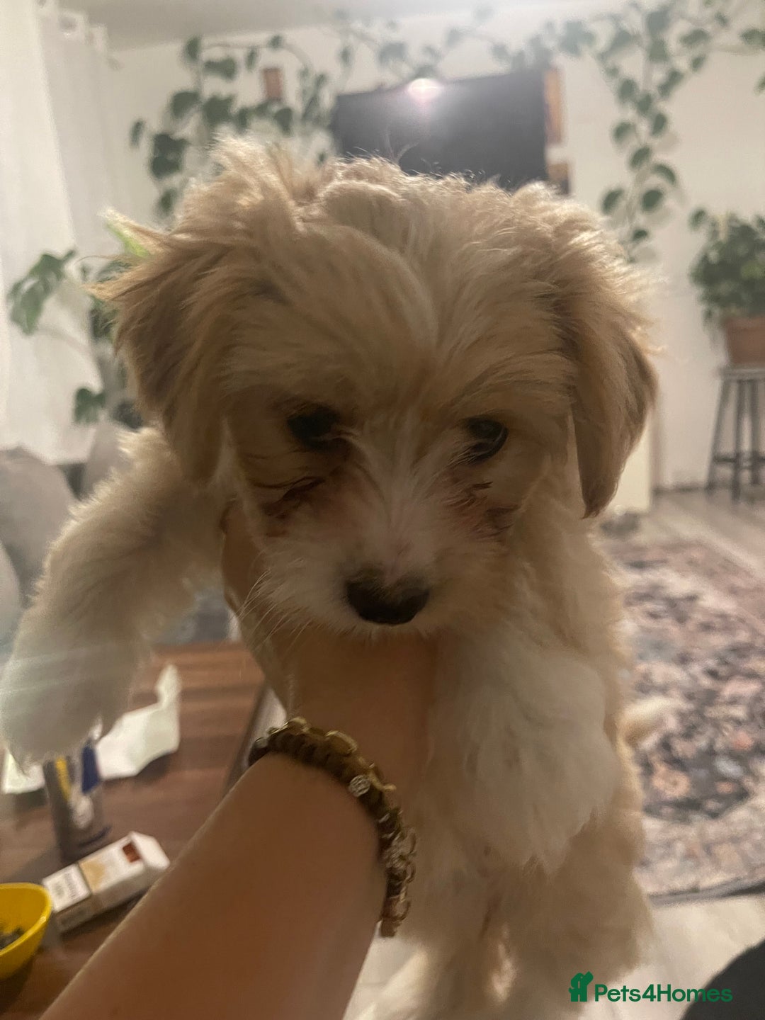Morkie dogs for sale: Morkie  - Advert 4