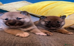 Japanese Shiba Inu dogs for sale: K.C reg Japanese Shiba Inu Puppies - Image 3