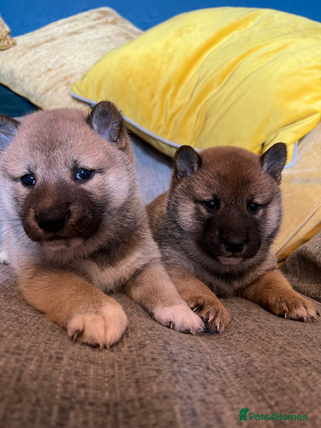 Japanese Shiba Inu dogs for sale: K.C reg Japanese Shiba Inu Puppies - Image 3