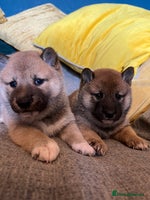 Japanese Shiba Inu dogs - Advert 4