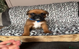 Boxer dogs for sale: Gorgeous boxer puppies for sale  - Image 4
