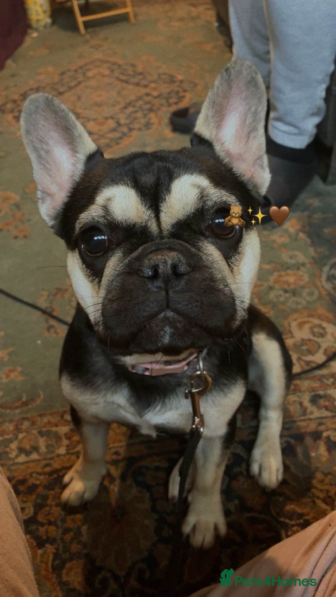 French Bulldog dogs for sale: Frenchie - Advert 3