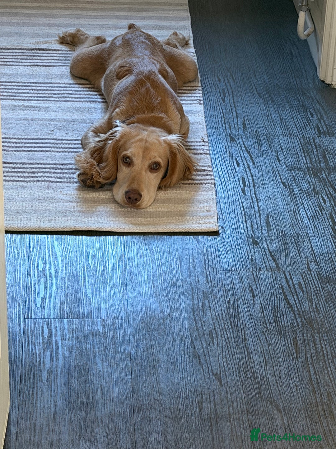 American Cocker Spaniel dogs for sale: Cocker spaniel - Advert 4