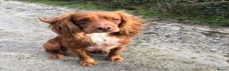 Cocker Spaniel dogs for stud: Gorgeous Red Cocker Spaniel Stud in Saint Austell - Advert 10