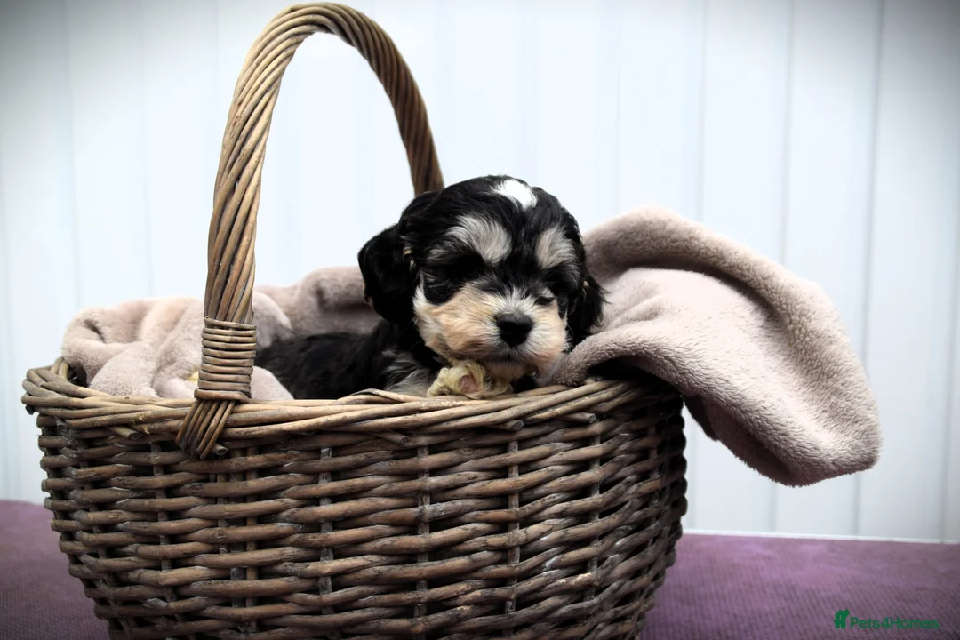 Cockapoo dogs for sale:  cockapoo one beautiful blacl and white girl left - Advert 19