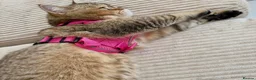 British Shorthair cats for sale: Cute Golden Shaded Female British Shorthair - Advert 4