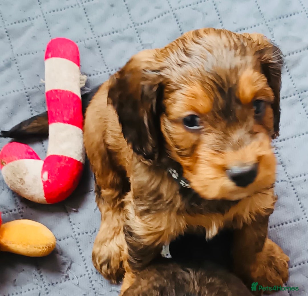 Cockapoo dogs for sale: LOVELY HEALTH TESTED F1 COCKERPOOS - Image 4