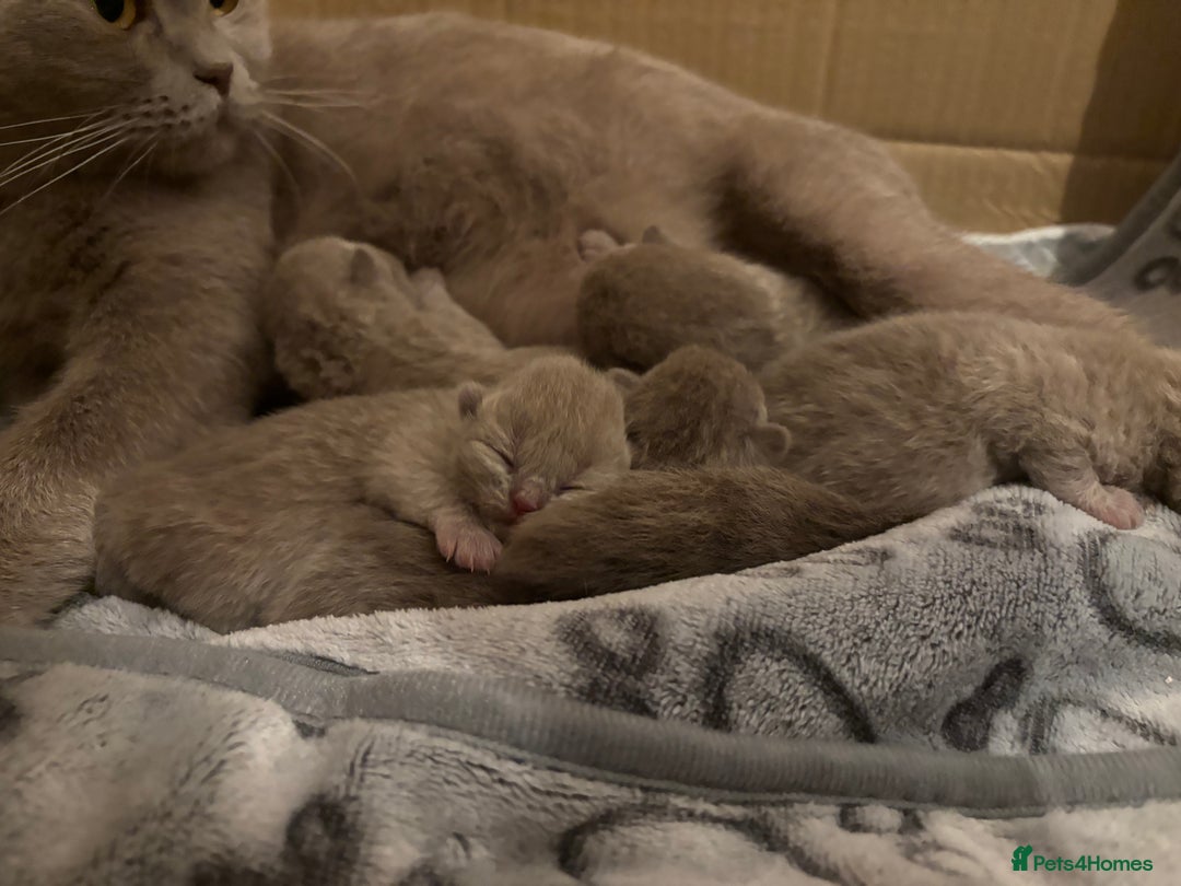 British Shorthair cats for sale: GCCF British Shorthair Kittens – Champion Lines - Image 10