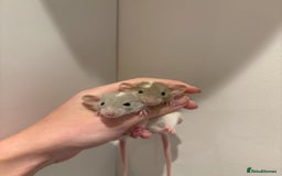 Rat rodents for sale: Baby rats (males and females) - Image 4