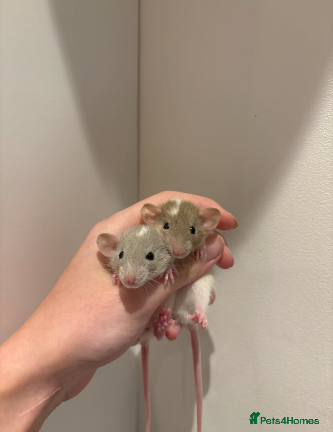 Rat rodents for sale: Baby rats (males and females) - Image 4