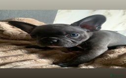 French Bulldog dogs for sale: Adorable 7 week old frenchie puppies - Image 4