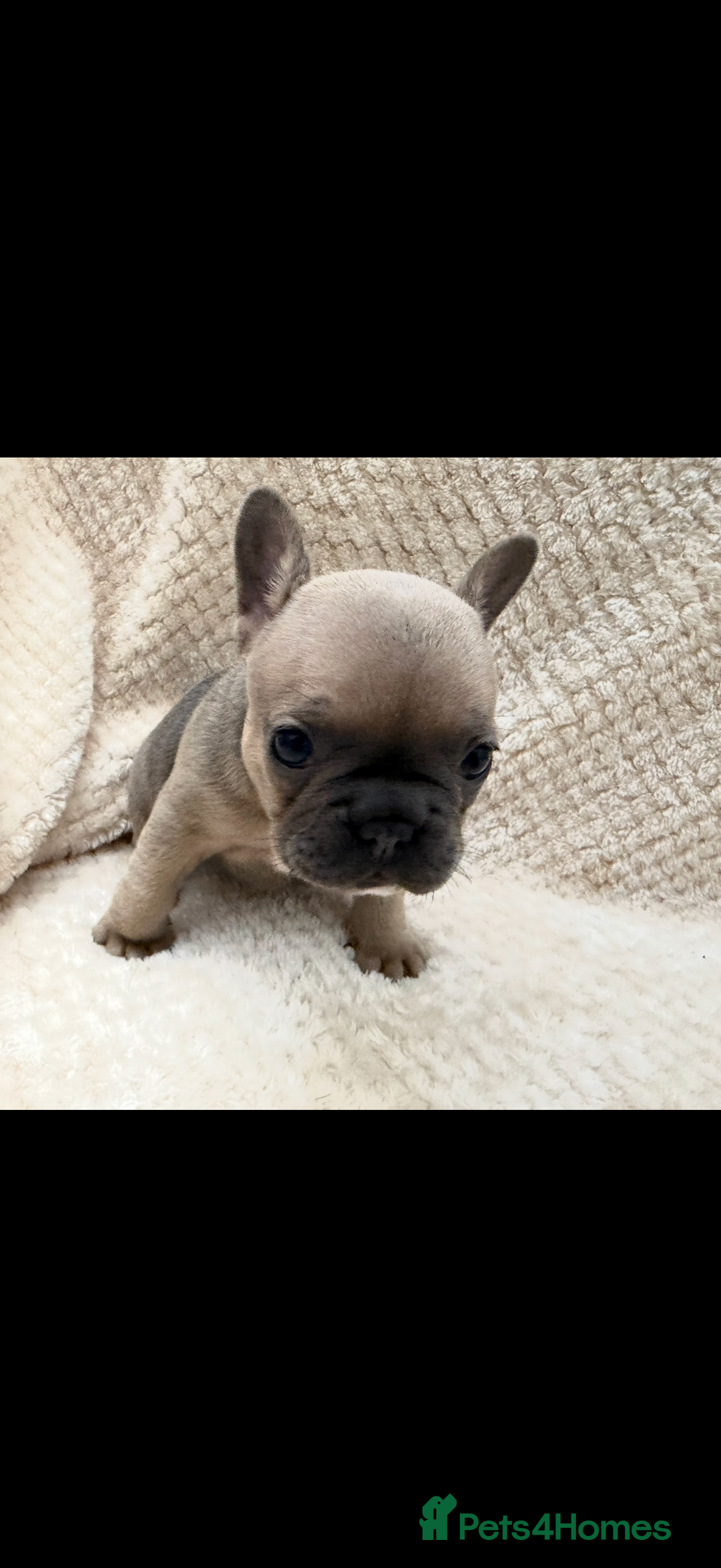 French Bulldog dogs for sale: French bulldog puppys - Advert 10