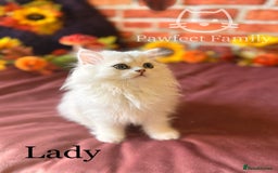 British Shorthair cats for sale: Superb pedigree show quality kittens - Image 5