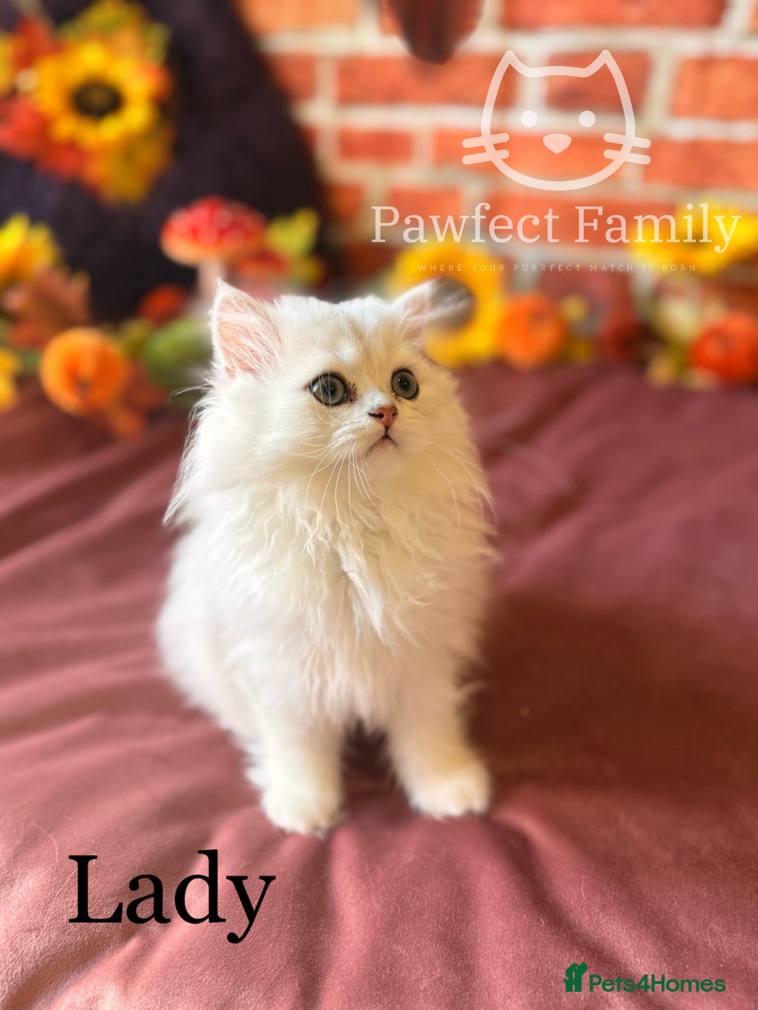 British Shorthair cats for sale: Superb pedigree show quality kittens - Image 5