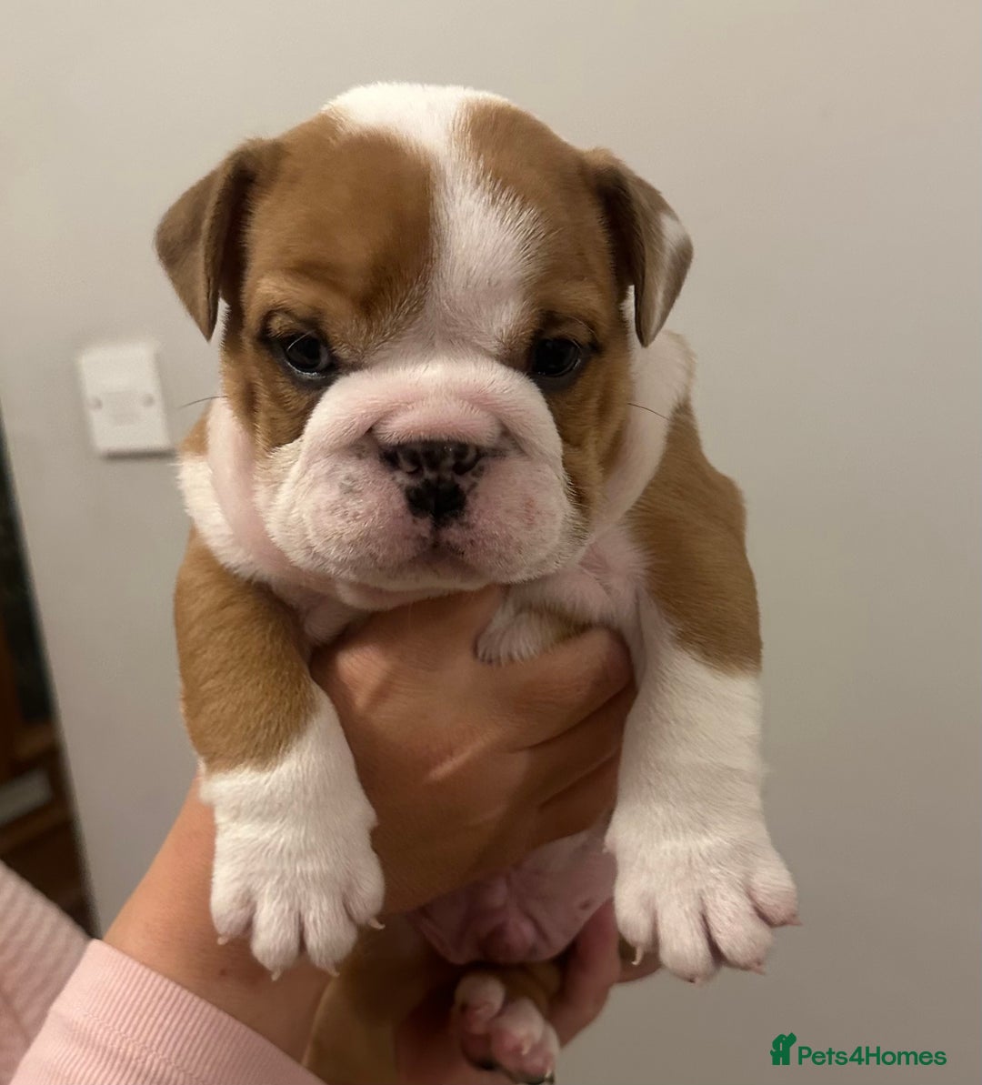 English Bulldog dogs for sale: Full Pedigree KC Registered English Bulldogs - Advert 7