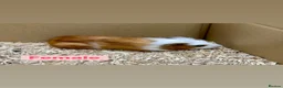 Guinea Pig rodents for sale: Young guinea pigs  - Advert 7