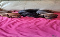 Dachshund dogs for sale: 3 miniature dachshund puppies  - Image 5