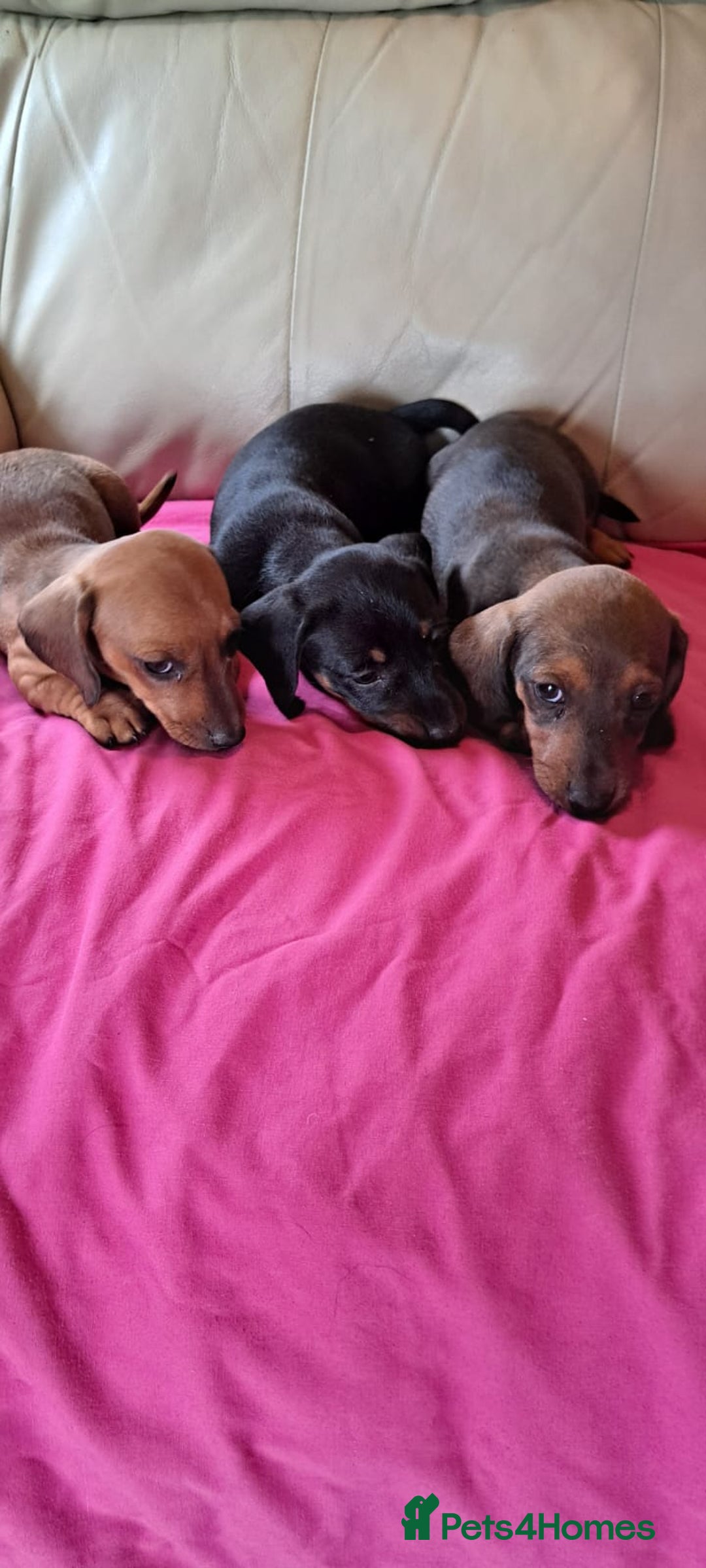 Dachshund dogs for sale: 3 miniature dachshund puppies  - Image 5