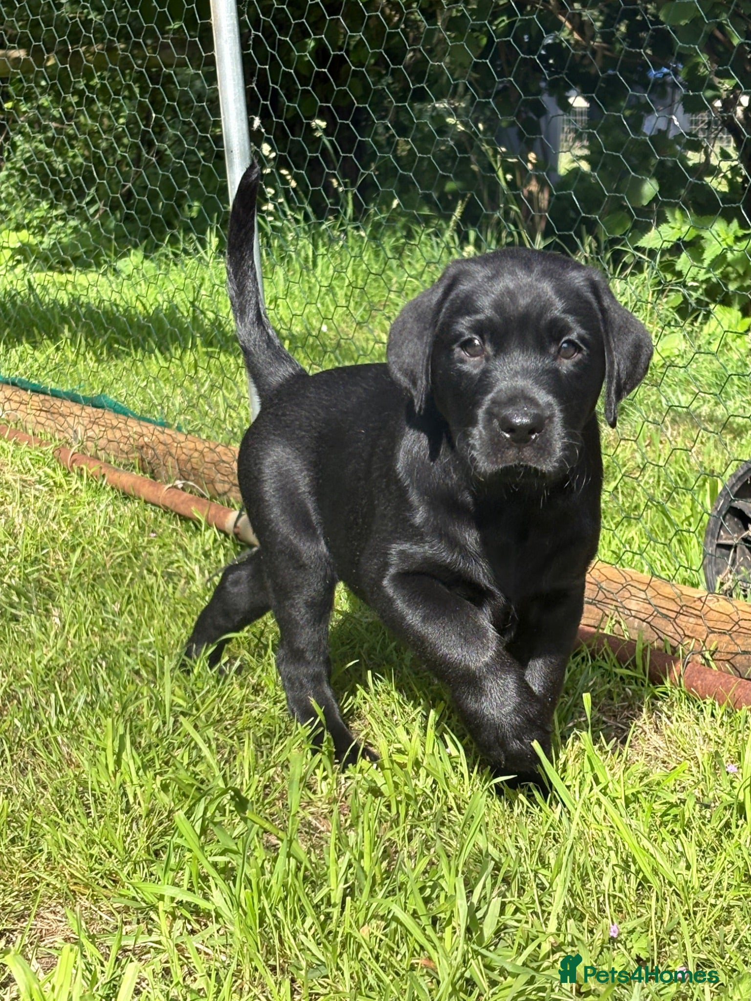 Labrador Retriever dogs Black Labrador dog  - Advert 1