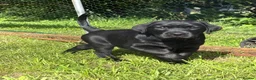 Labrador Retriever dogs for sale: Black Labrador dog  - Advert 1