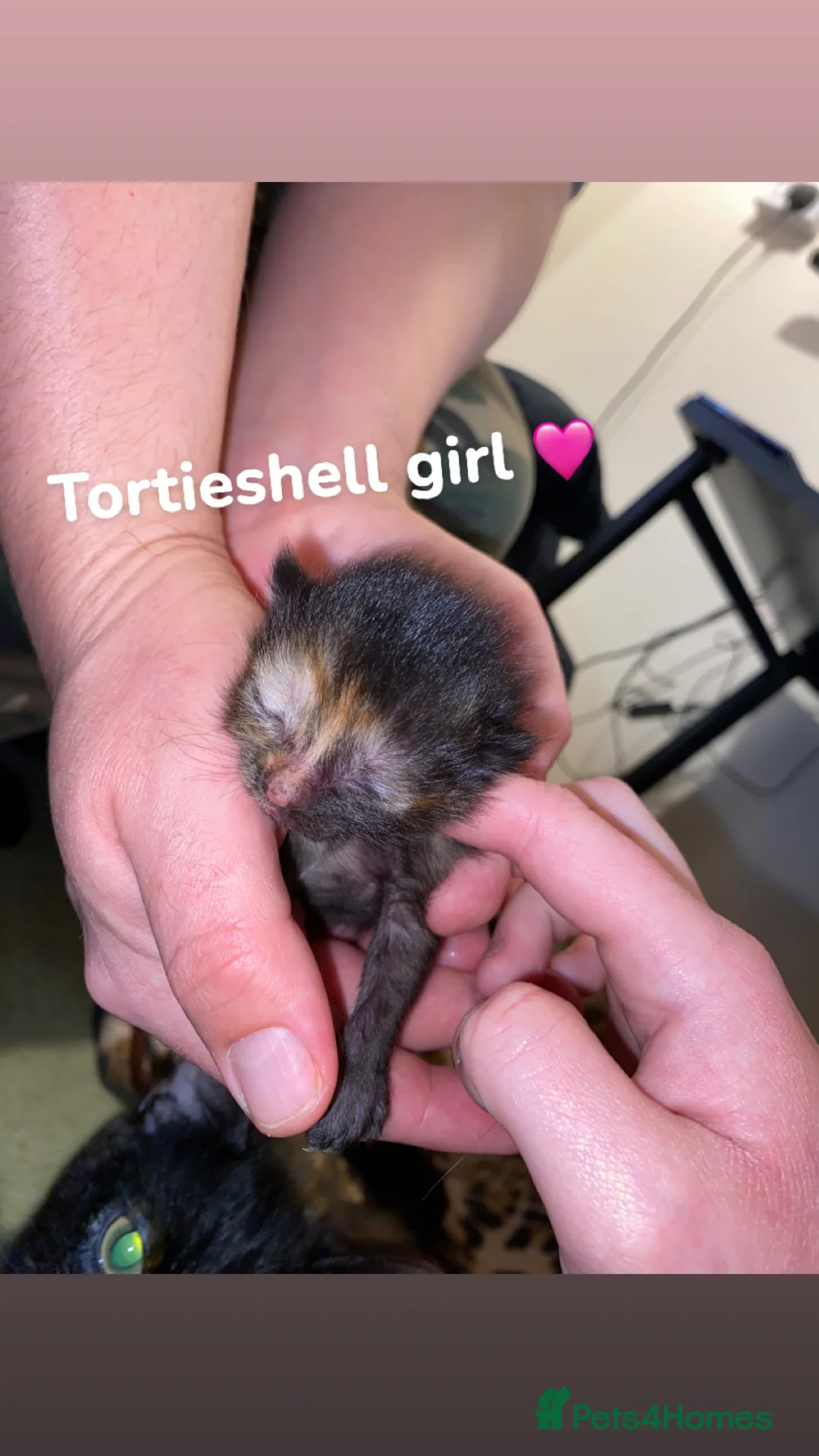 British Shorthair cats for sale: 4 kittens available 🐱🤍 - Advert 2